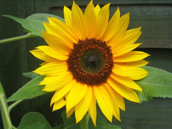 Sunflower HD Pictures - صور ورد وزهور Rose Flower images